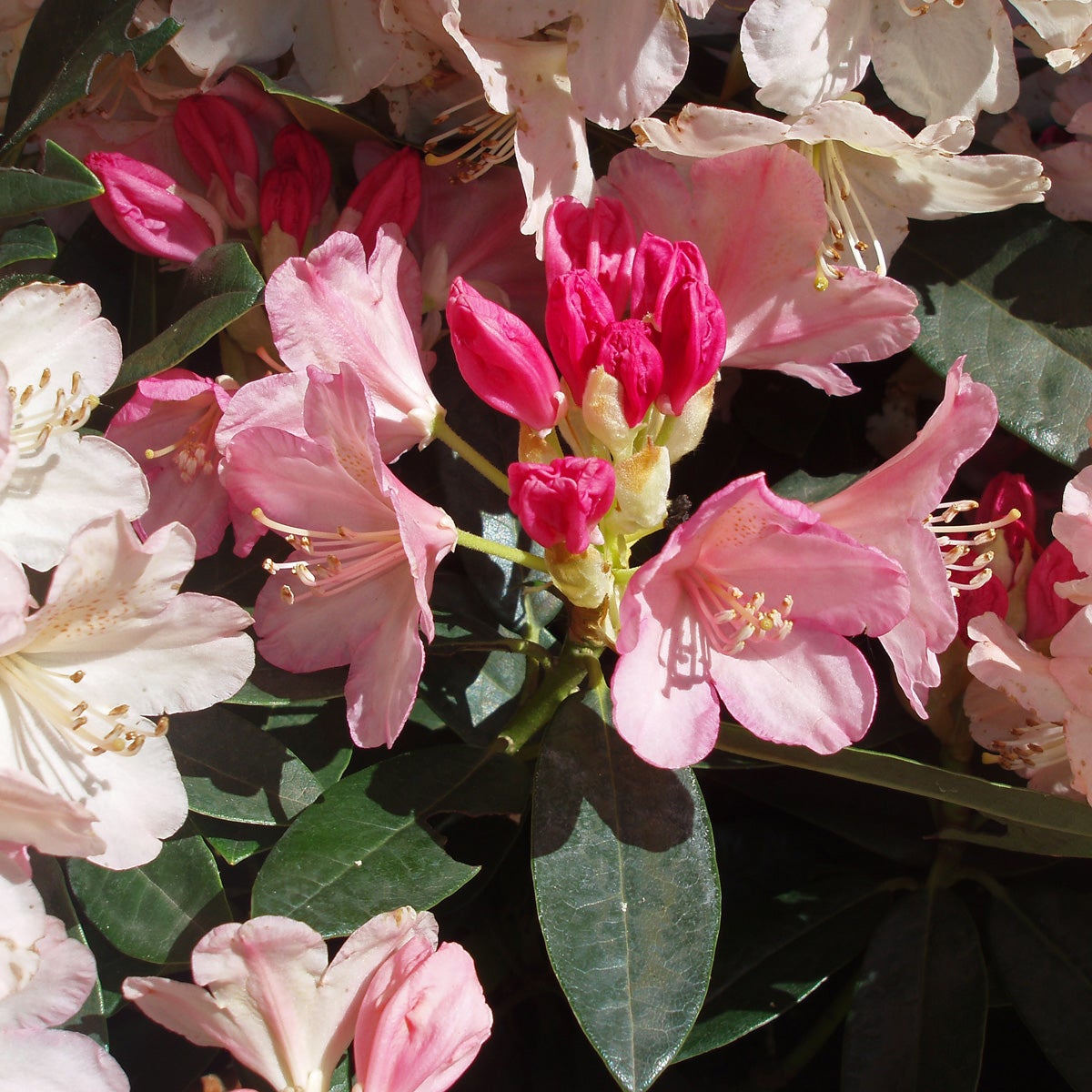 yakushimanum-rododendron 'Dreamland'