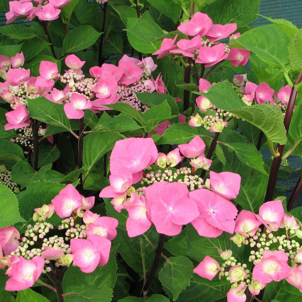 hortensia 'Zorro'PBR