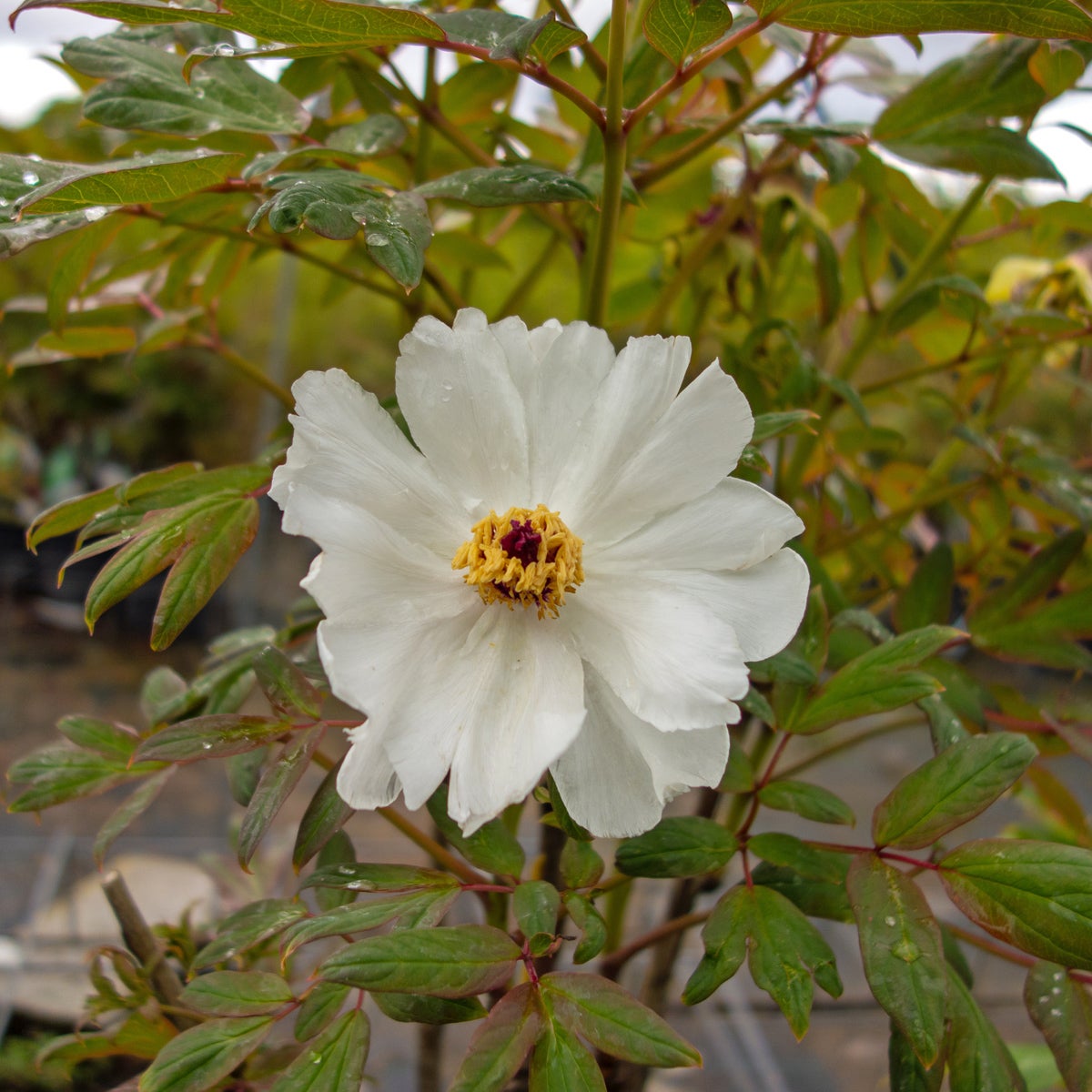 buskpion 'Feng Dan Bai'