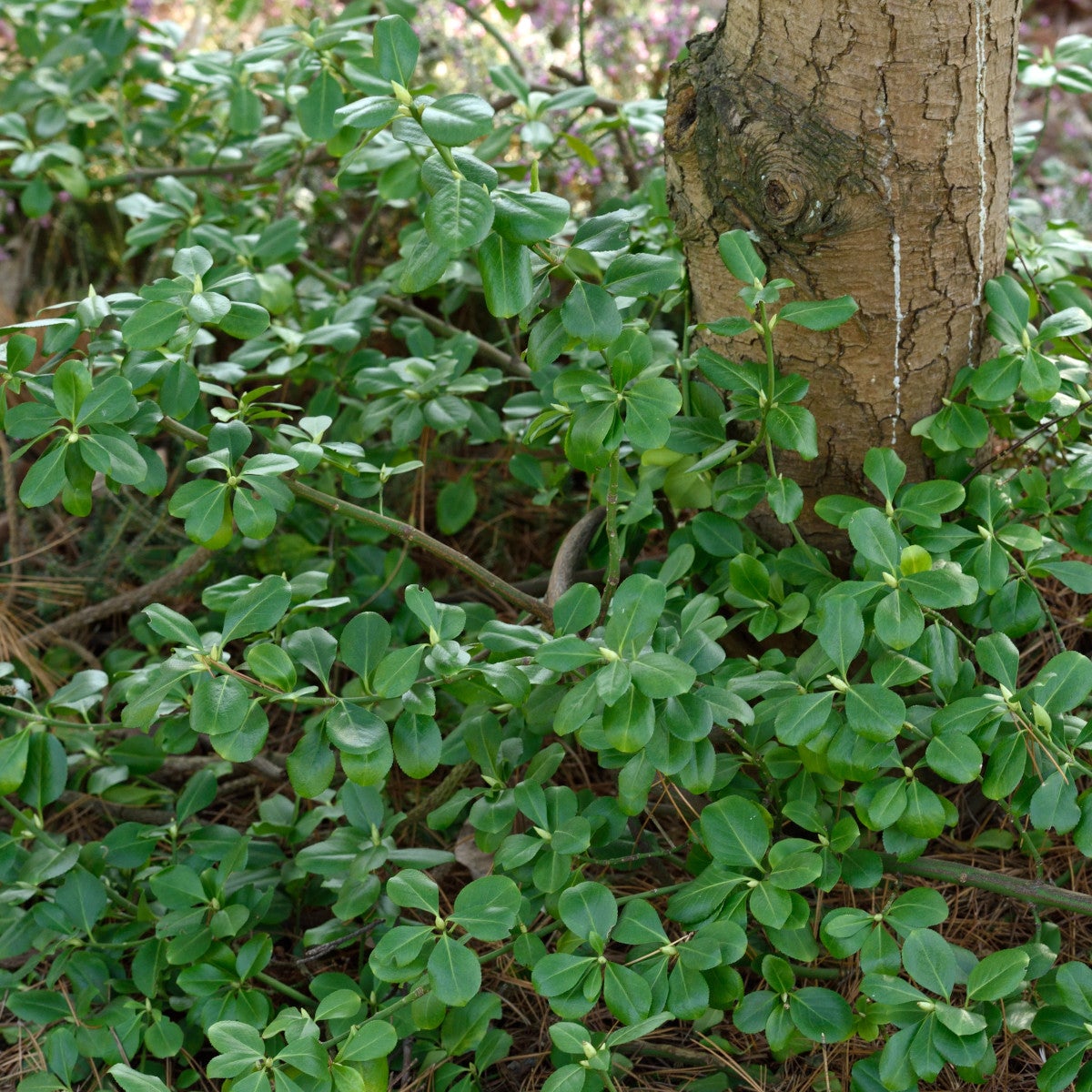 klätterbenved 'Sarcoxie'