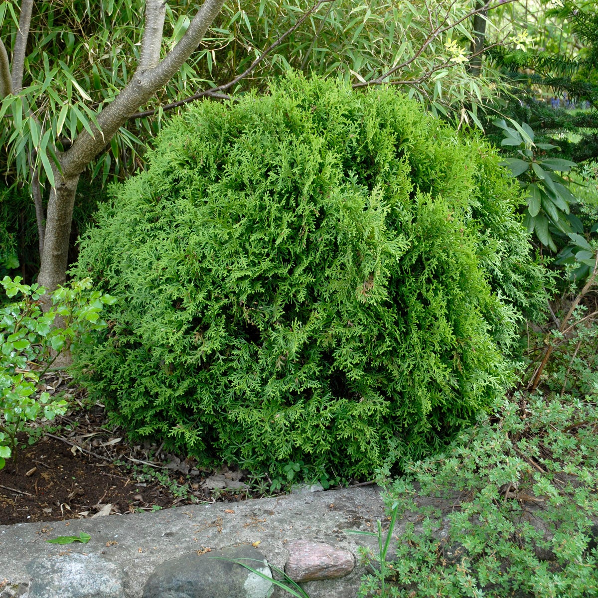 tuja 'Danica'