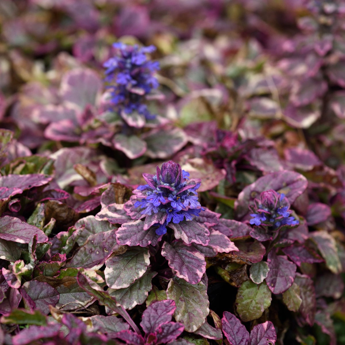 revsuga 'Burgundy Glow'