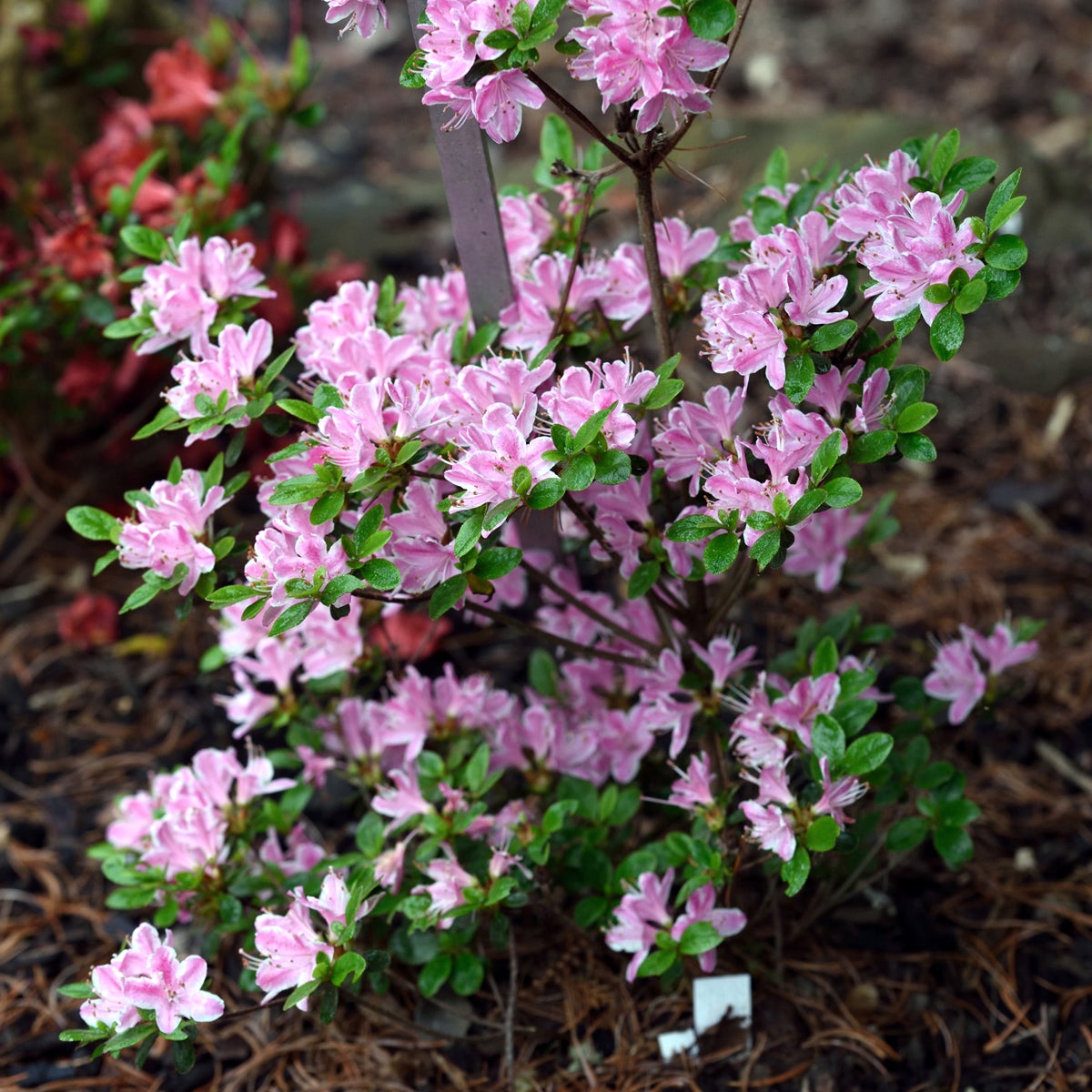 japansk azalea 'Kermesinum Rosé'