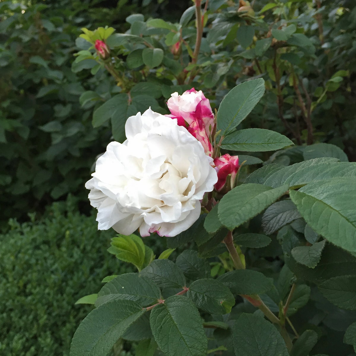rugosa-ros 'Louise Bugnet'