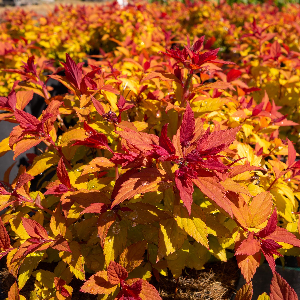 praktspirea Magic Carpet