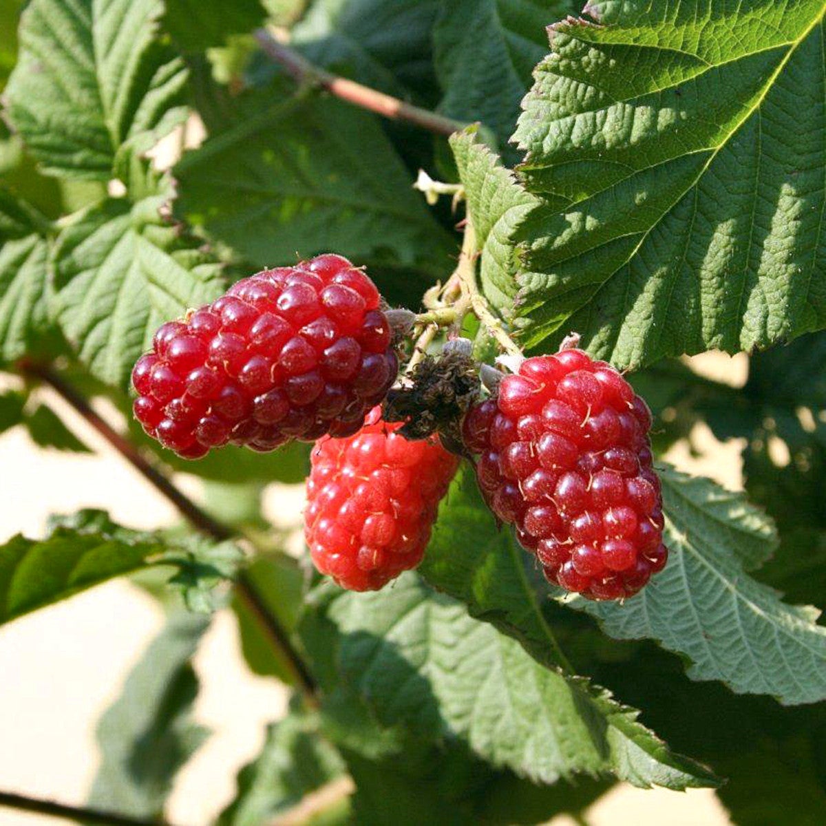 björnbärshallon 'Tayberry'