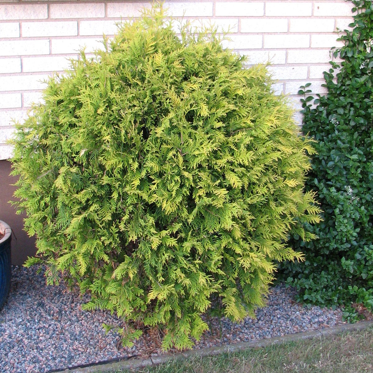 tuja 'Golden Globe'