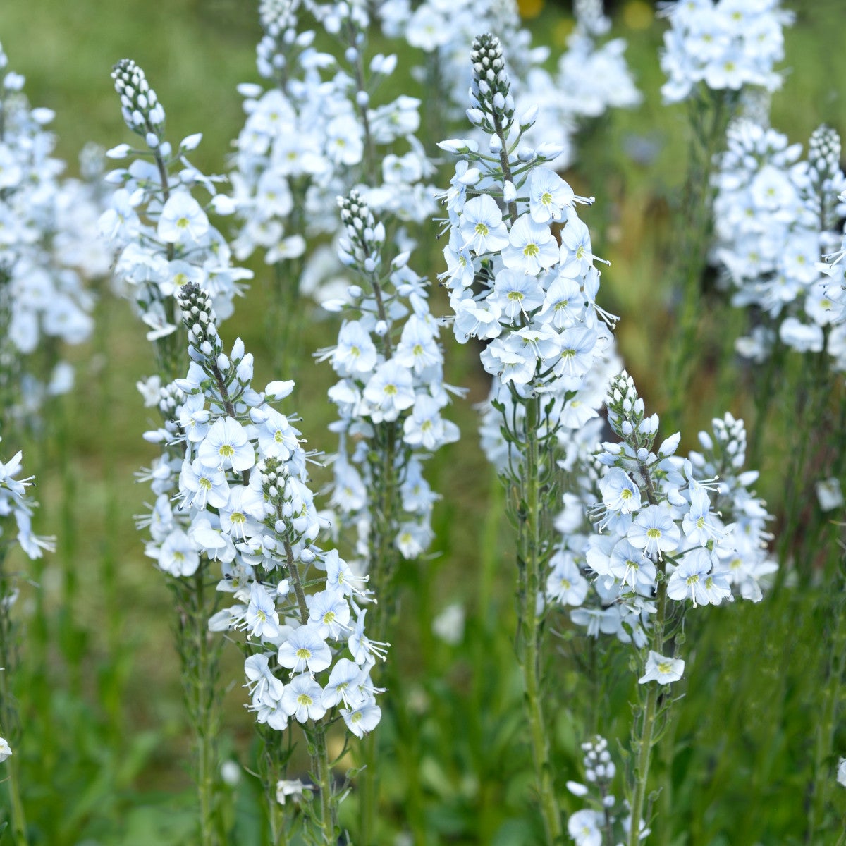porslinsveronika 'Pallida'