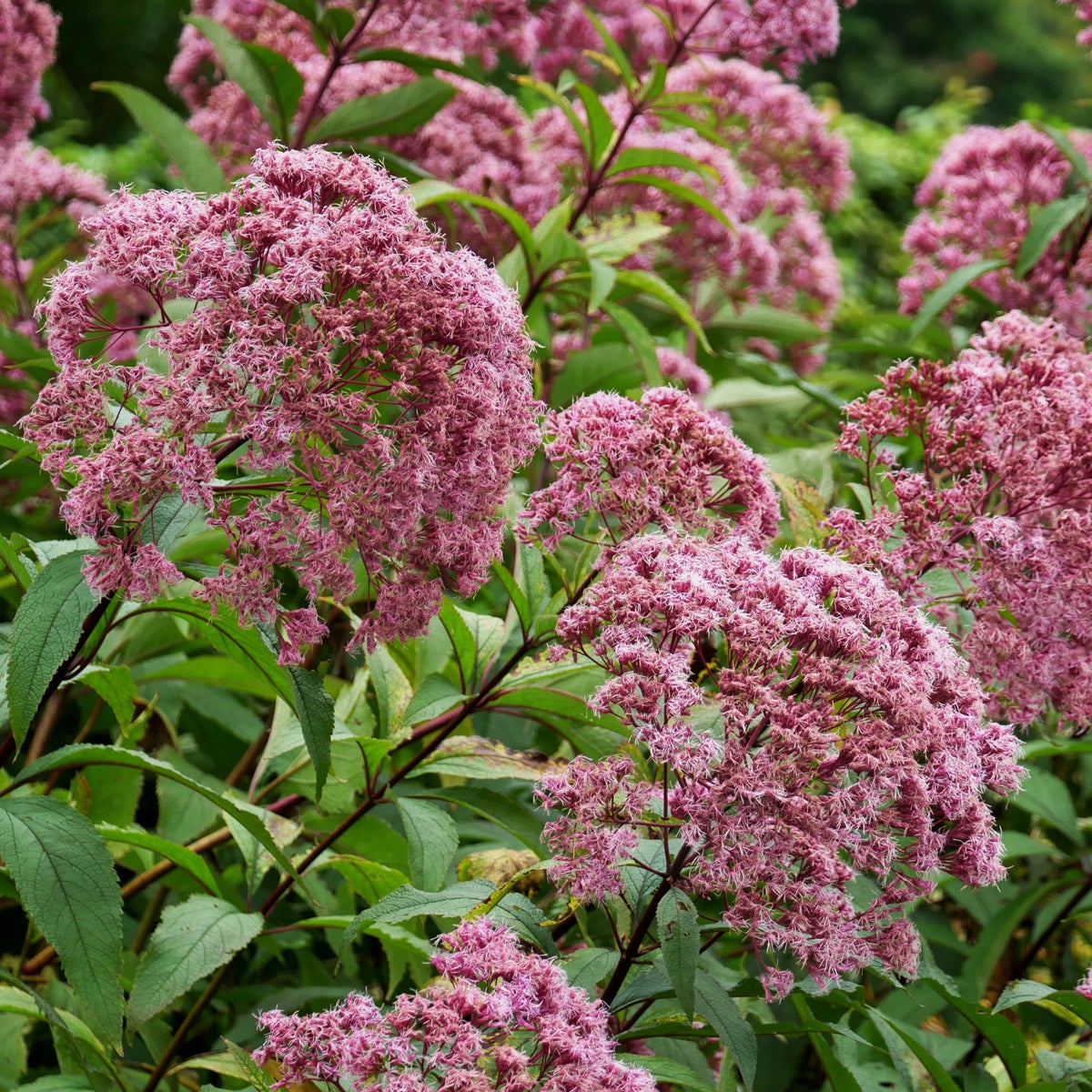 fläckflockel 'Atropurpureum'