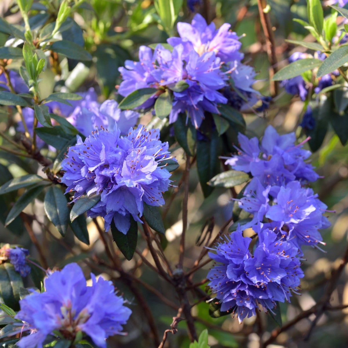 lapponicum-alpros 'Gletschernacht'