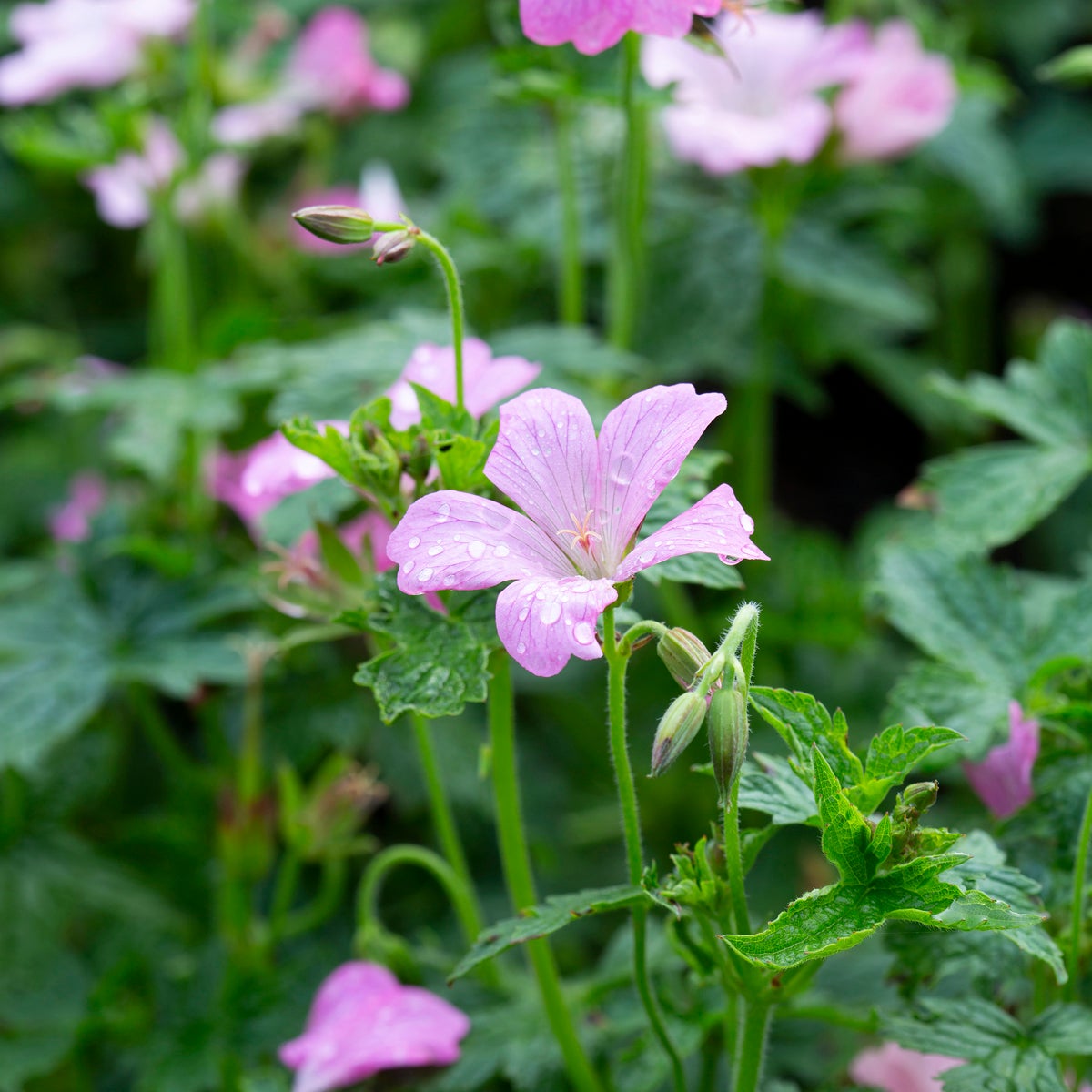 kronnäva 'Rose Clair'