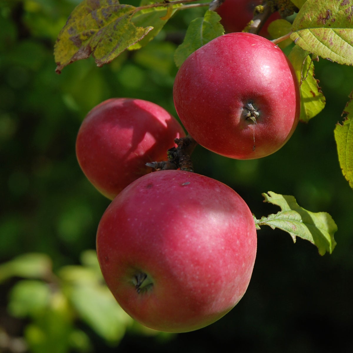 äpple Melon ('Melonenapfel')