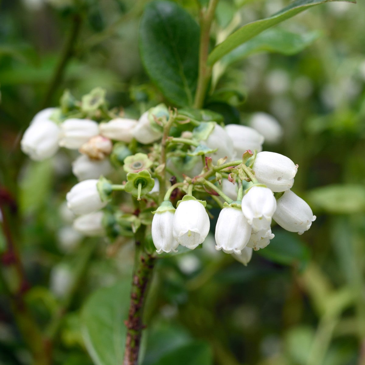 amerikanskt blåbär 'Duke'