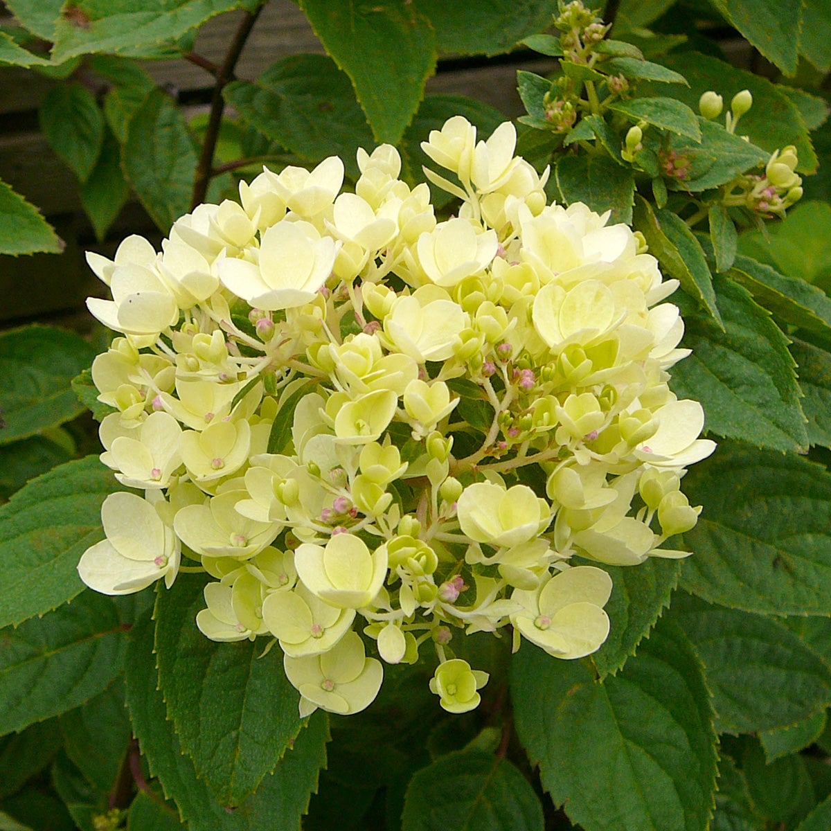 vipphortensia 'Compacta'