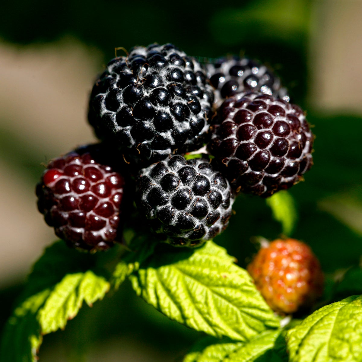 svarthallon 'Munger'