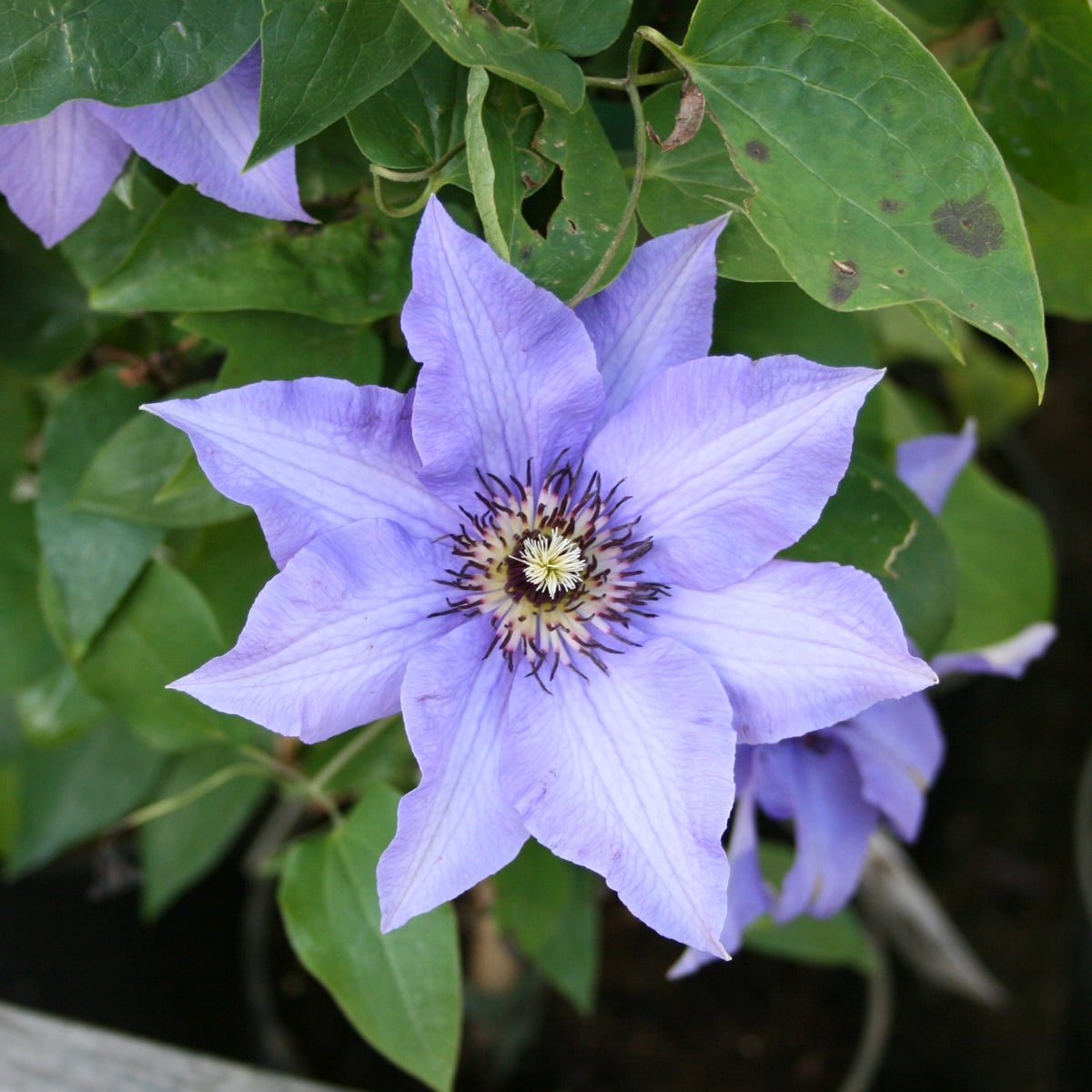 tidig storbl klematis 'Königskind'