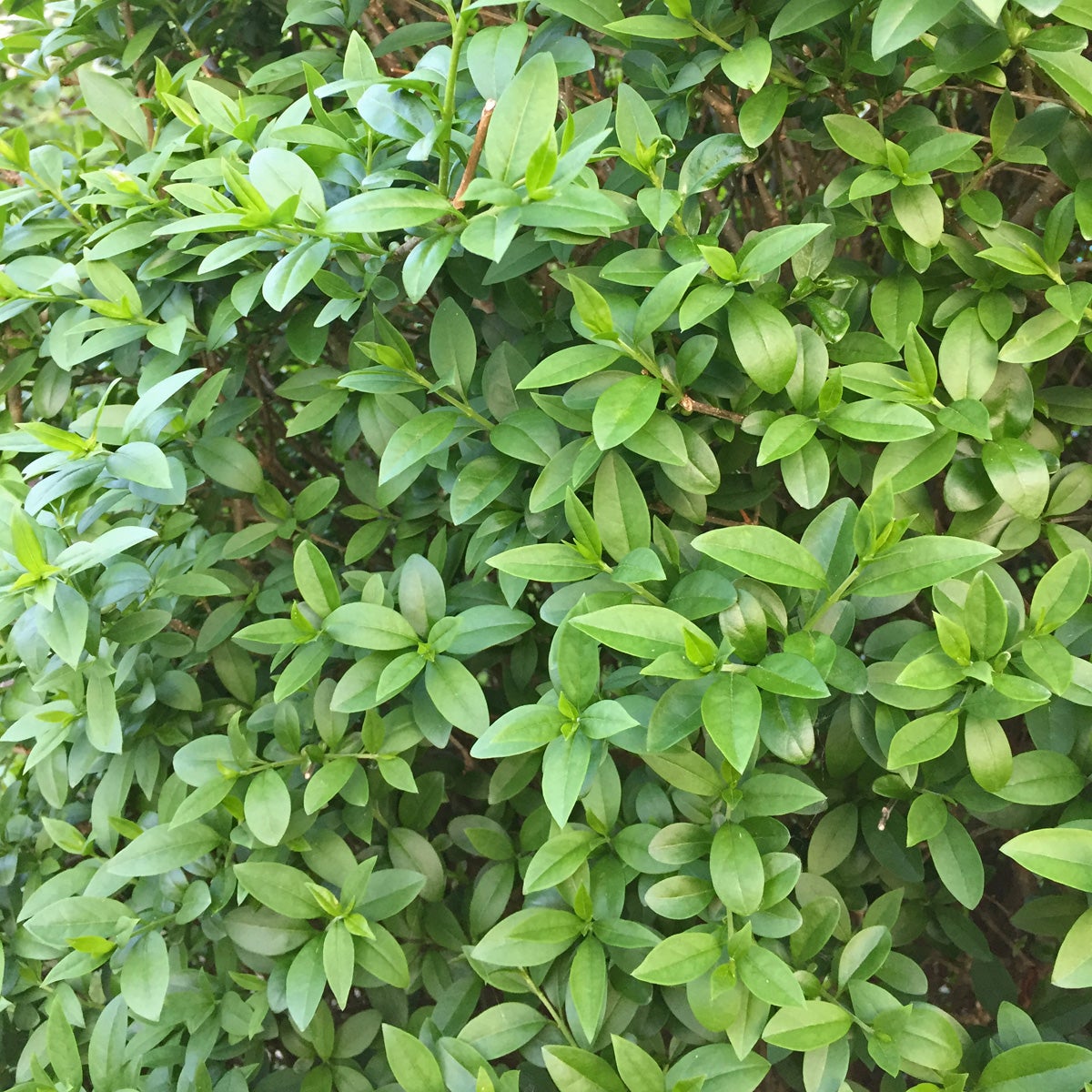 vinterliguster 'Atrovirens'