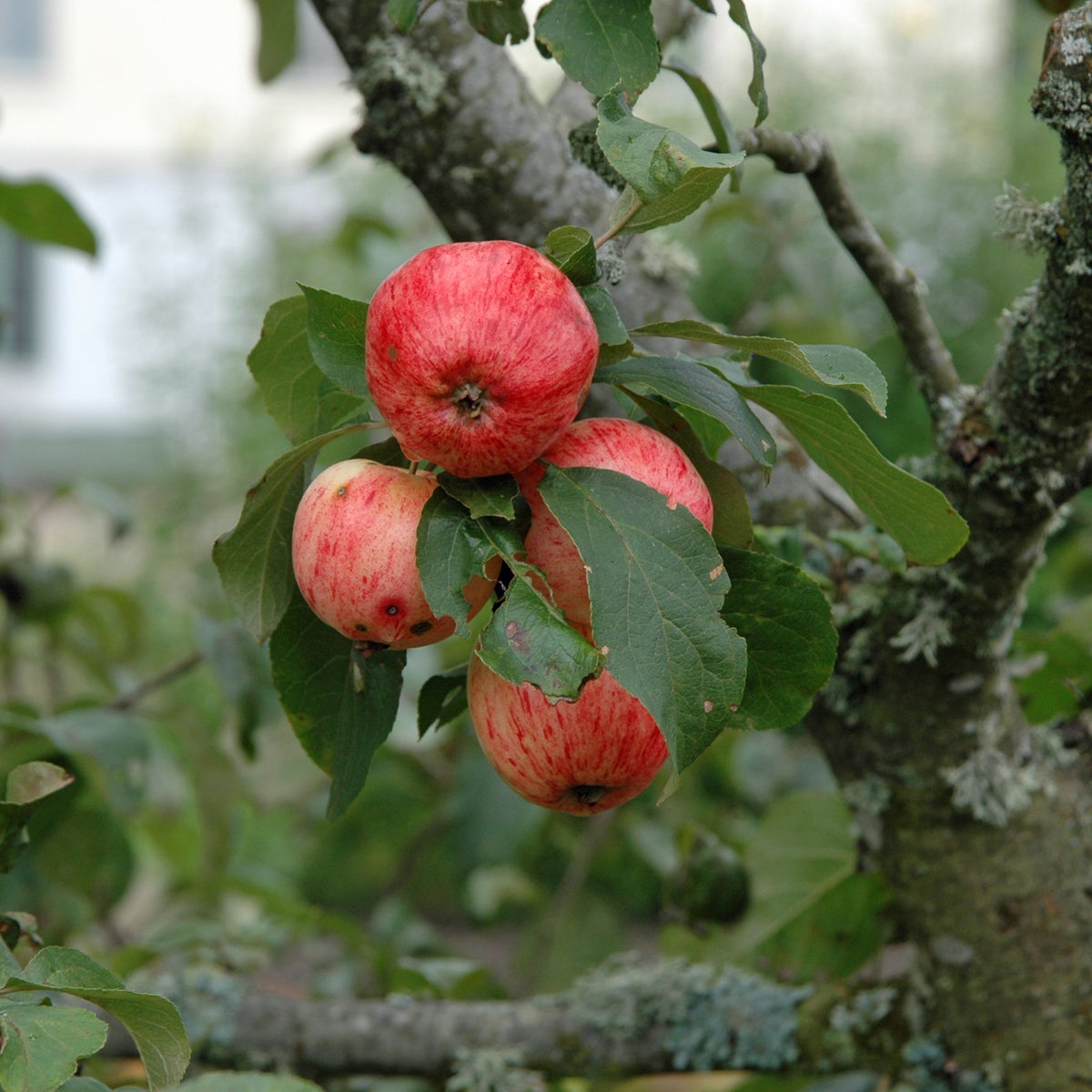 äpple 'Huvitus'