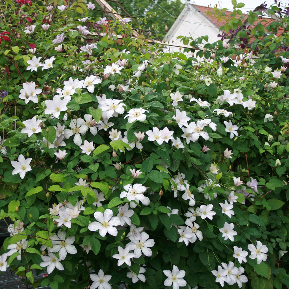 sen storblommig klematis 'Huldine'