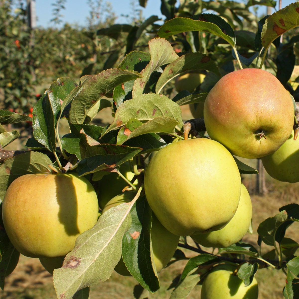äpple 'Golden Delicious'