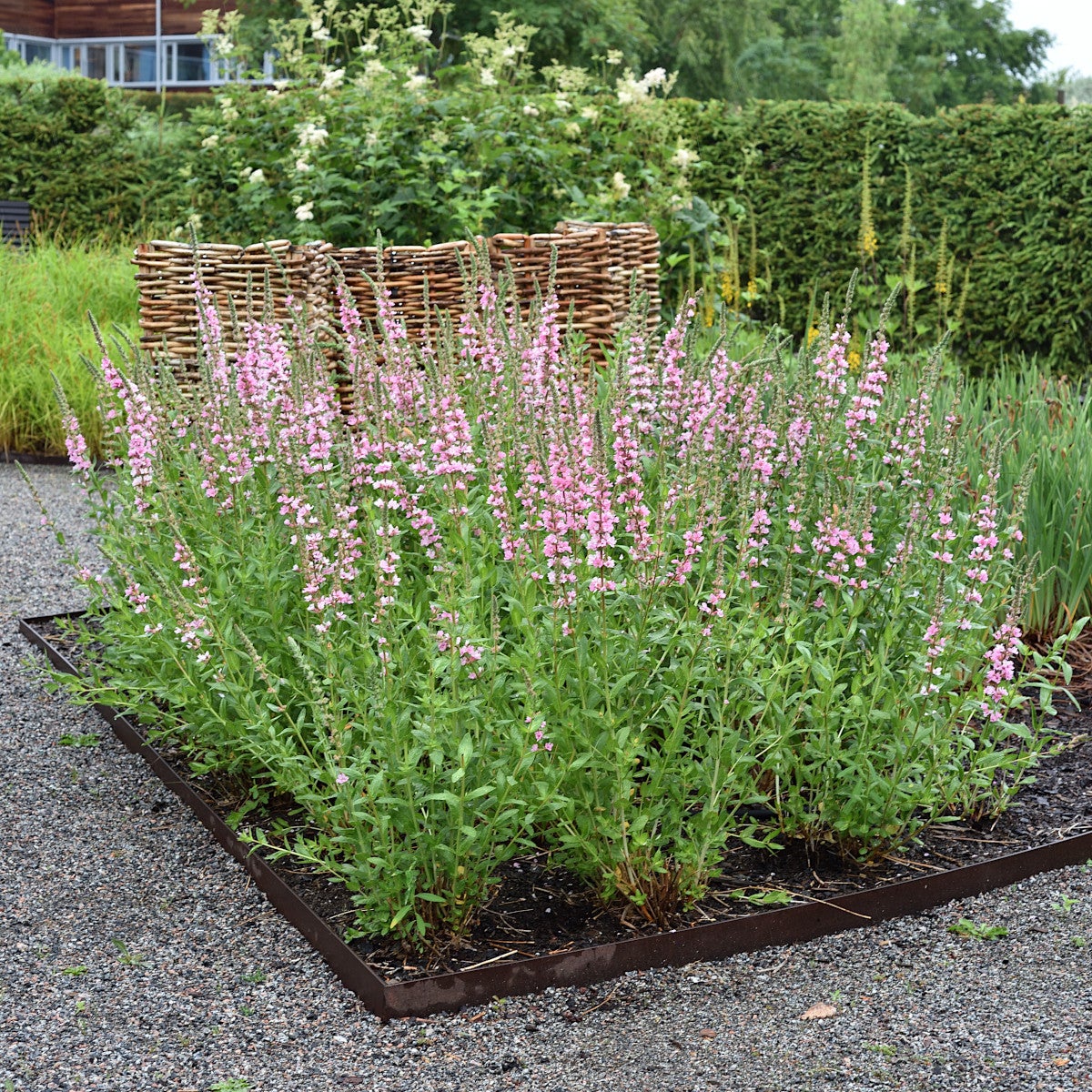 fackelblomster