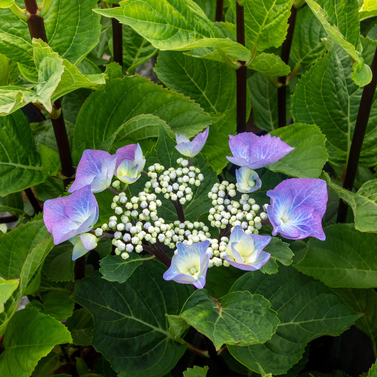 hortensia 'Zorro'PBR