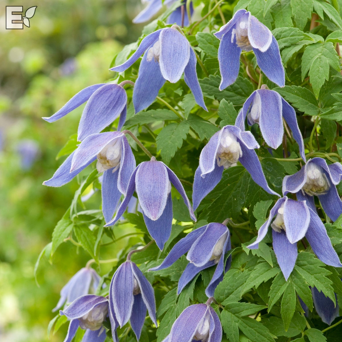 atragene-klematis 'Blue Tapers' E