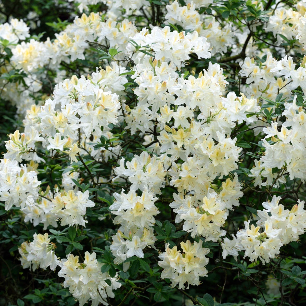 ghentazalea 'Daviesii'