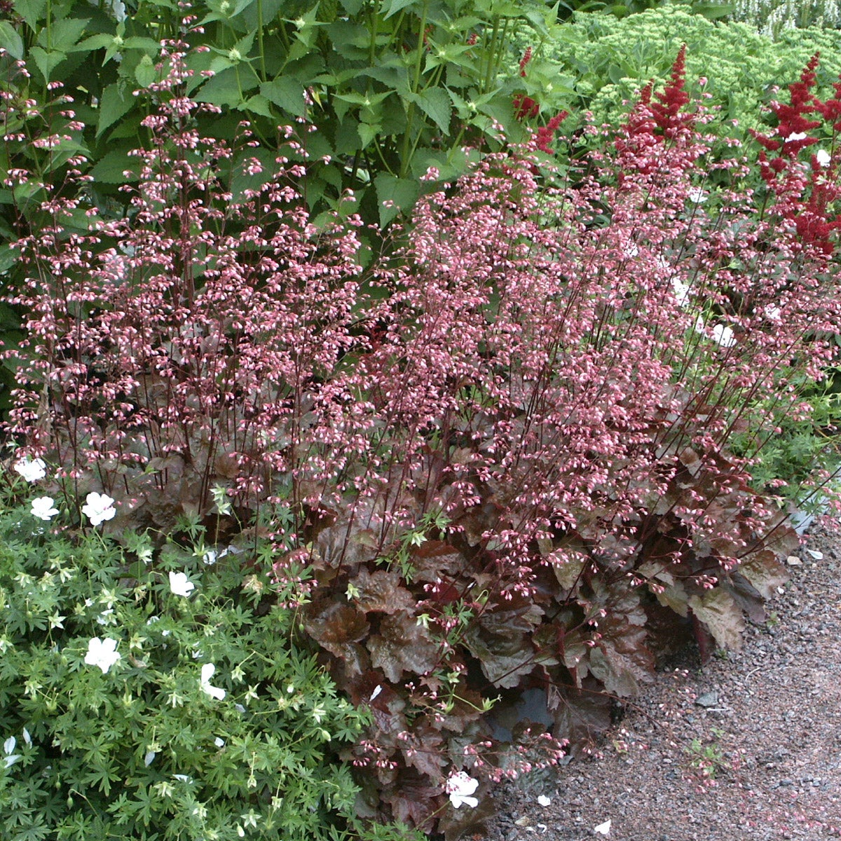 alunrot 'Rachel'