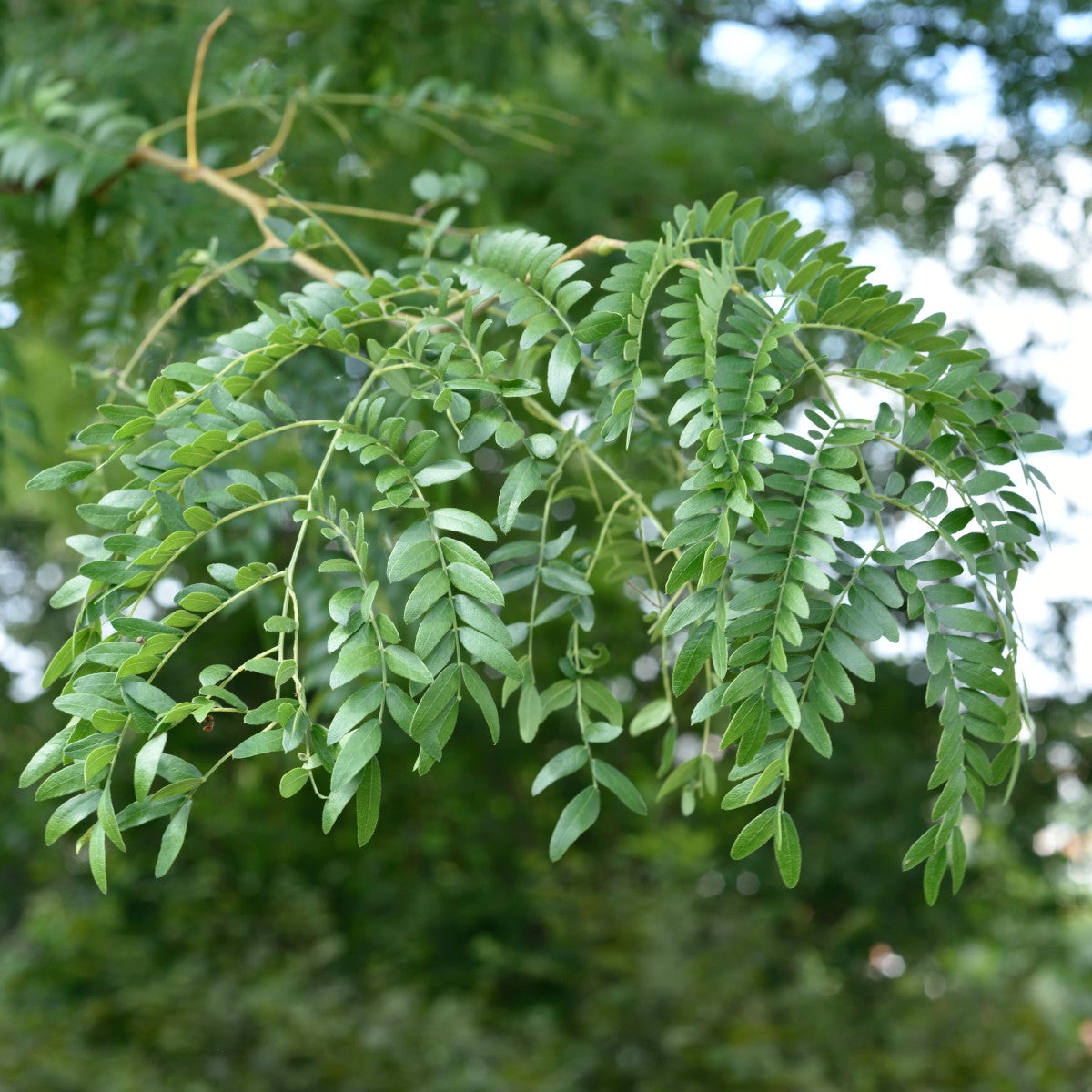 korstörne 'Skyline'