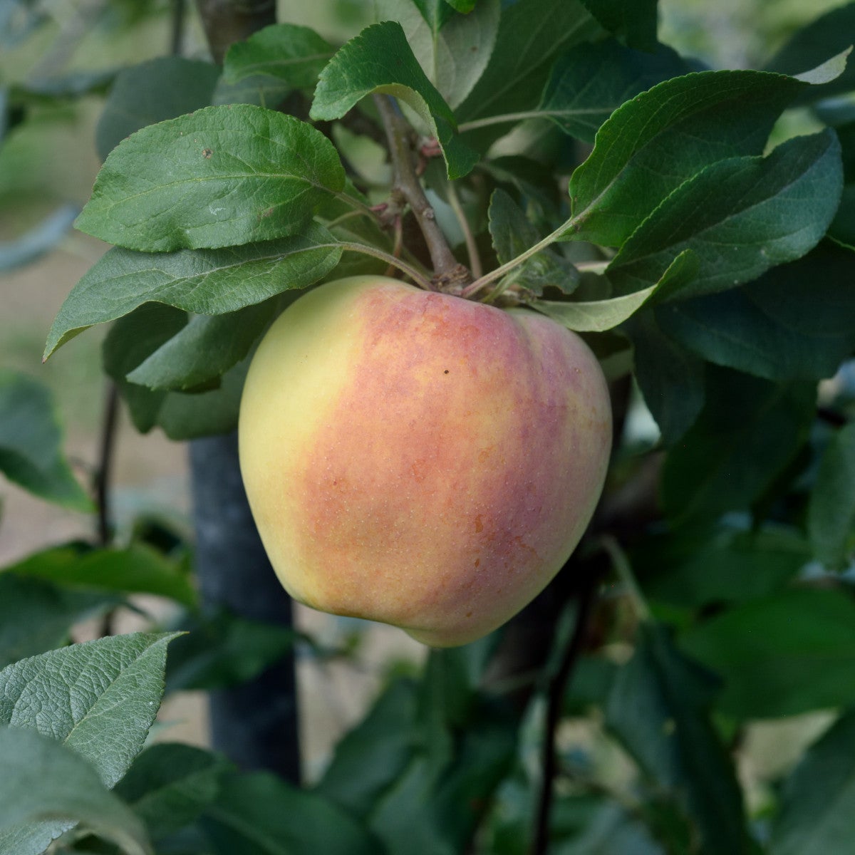 äpple 'Silva'