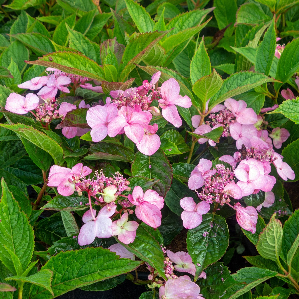 purpurhortensia 'Koreana'
