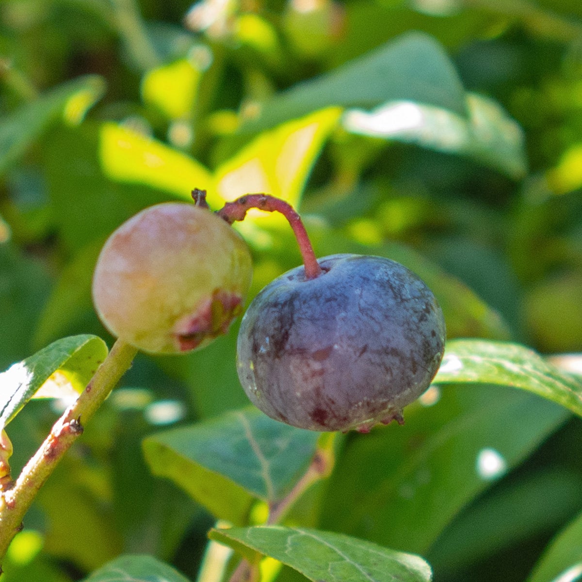 amerikanskt blåbär 'Brigitta Blue'