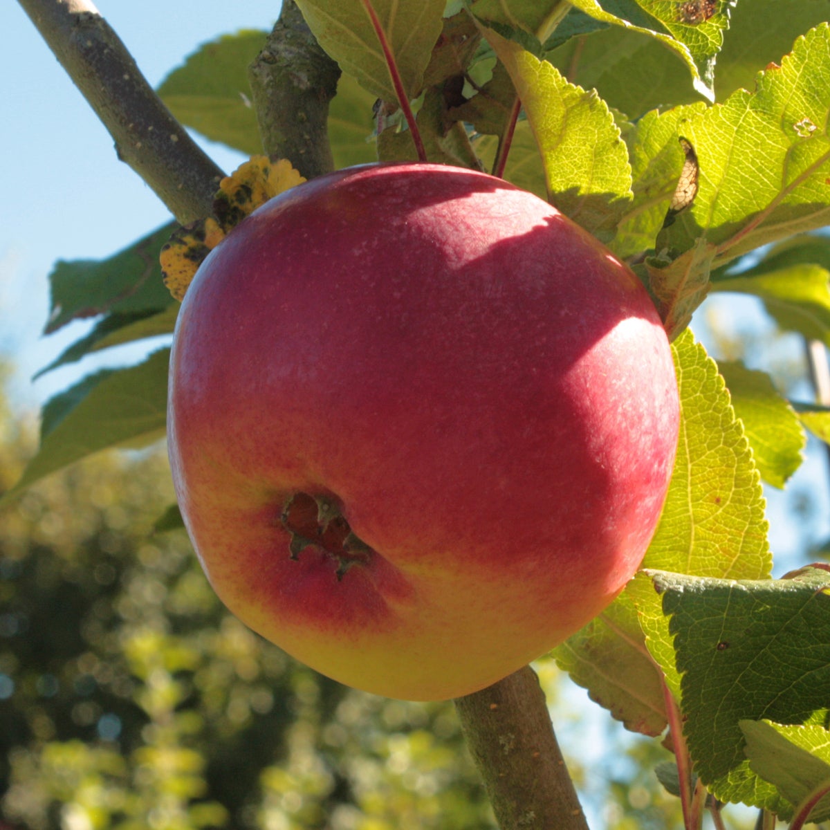 äpple Rött Kaneläpple
