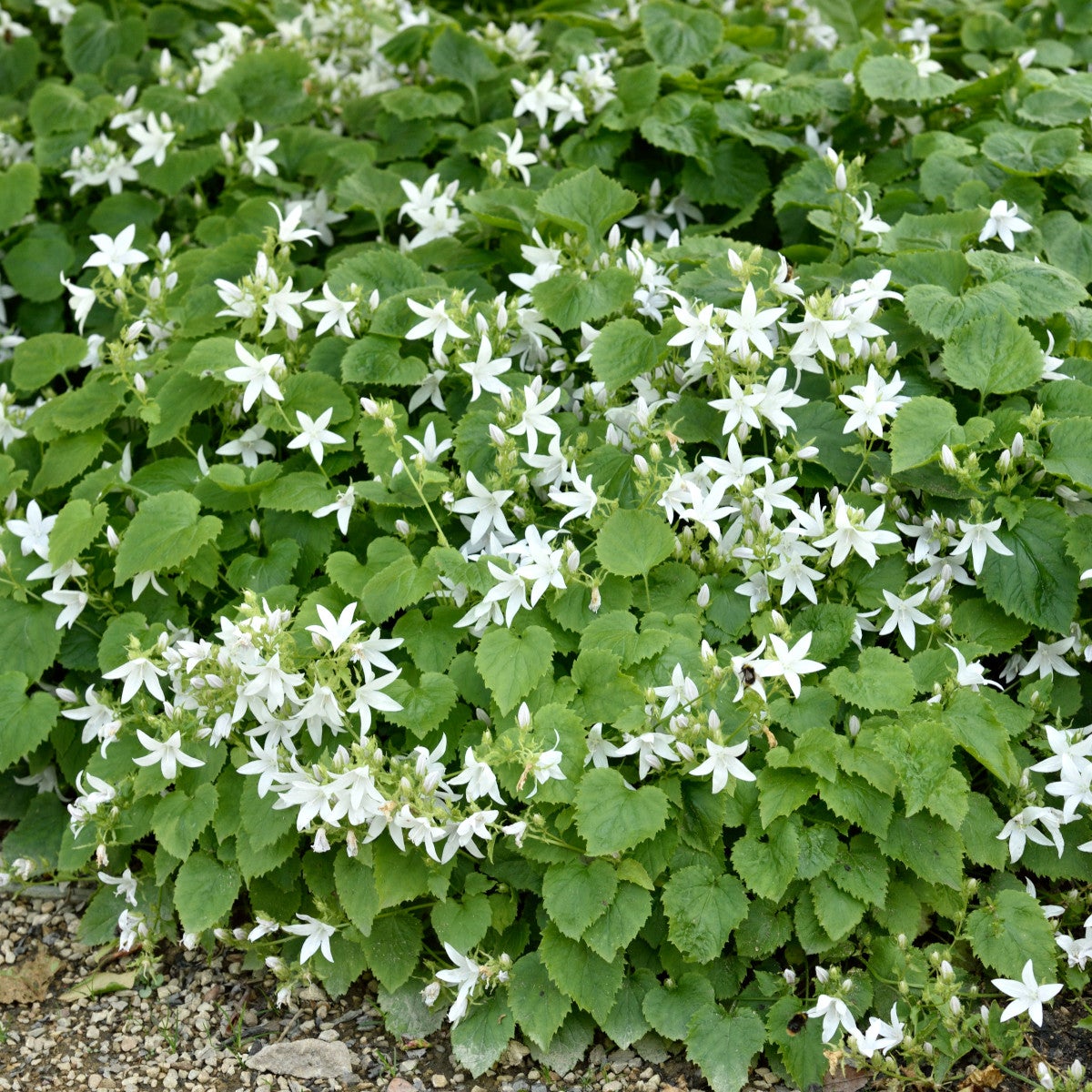 stjärnklocka 'E. H. Frost'