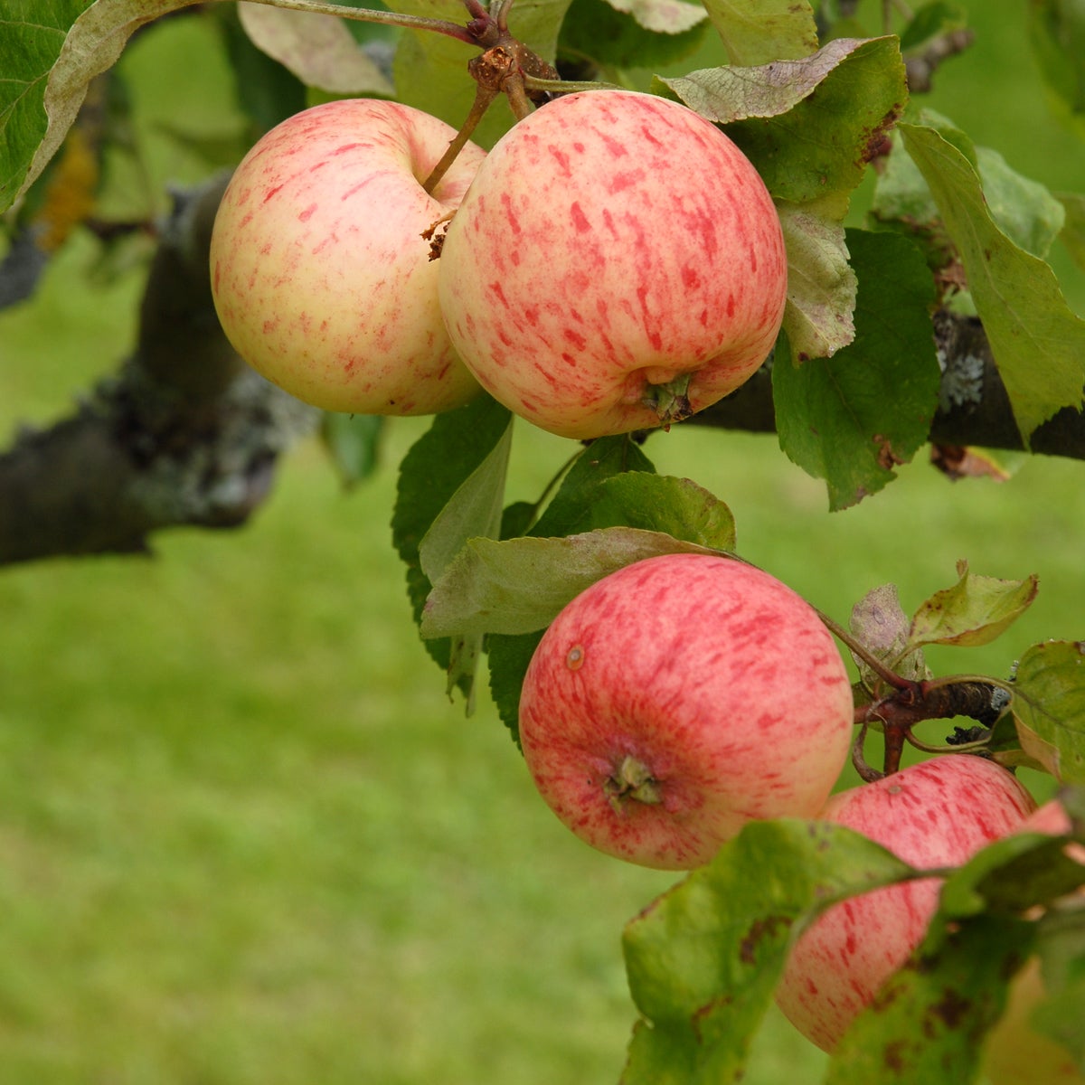 äpple 'Charlamowsky'