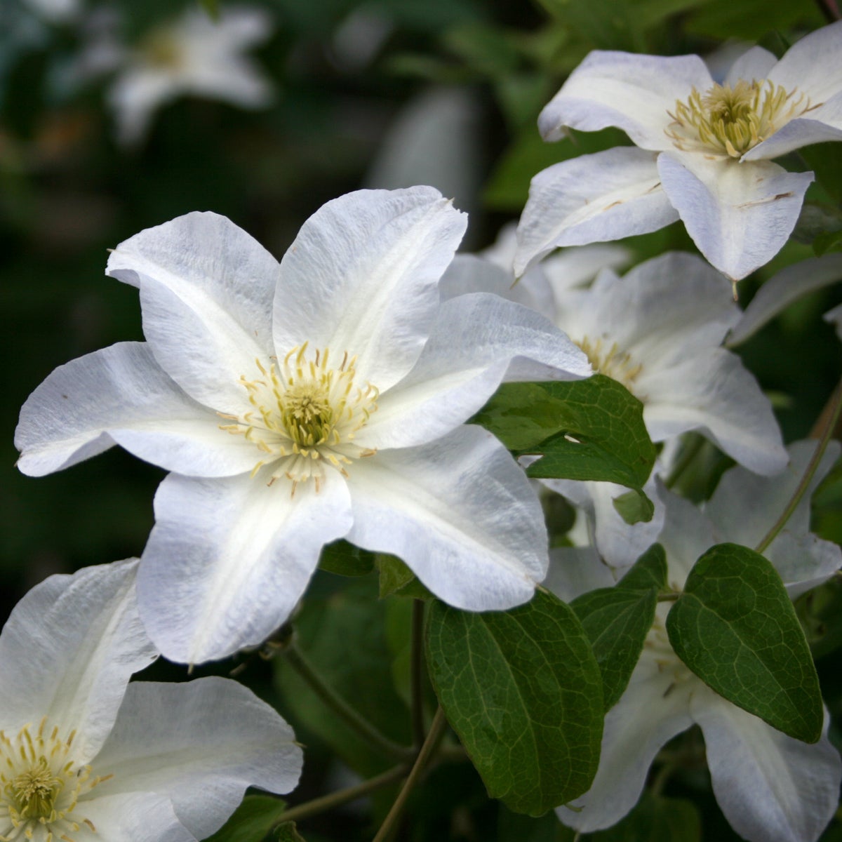 tidig storblommig klematis 'Yukikomachi'