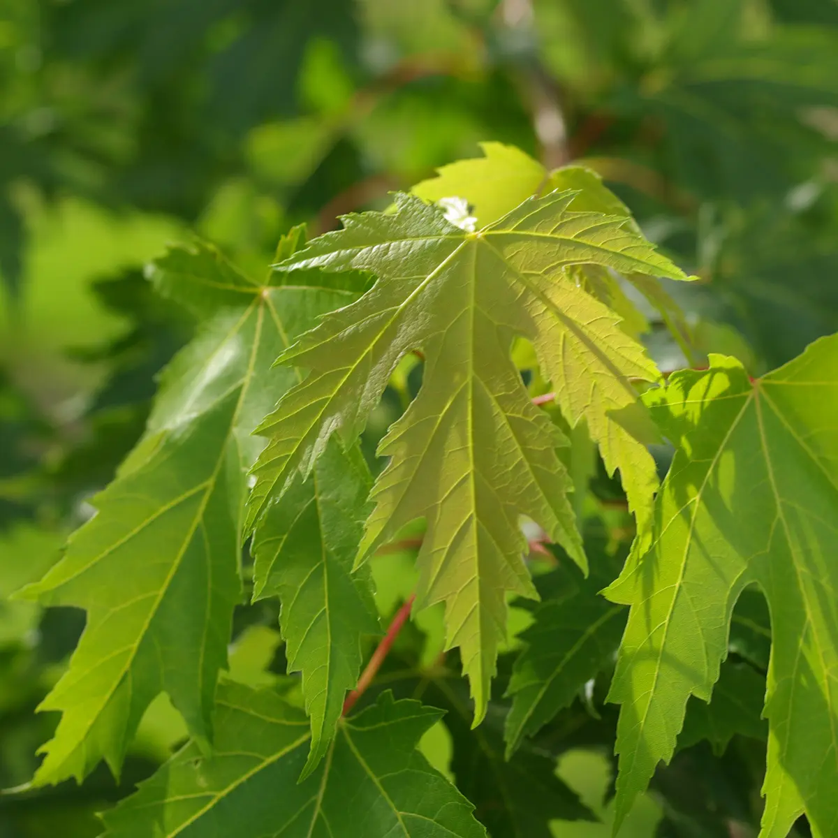 silverlönn 'Laciniatum Wieri'