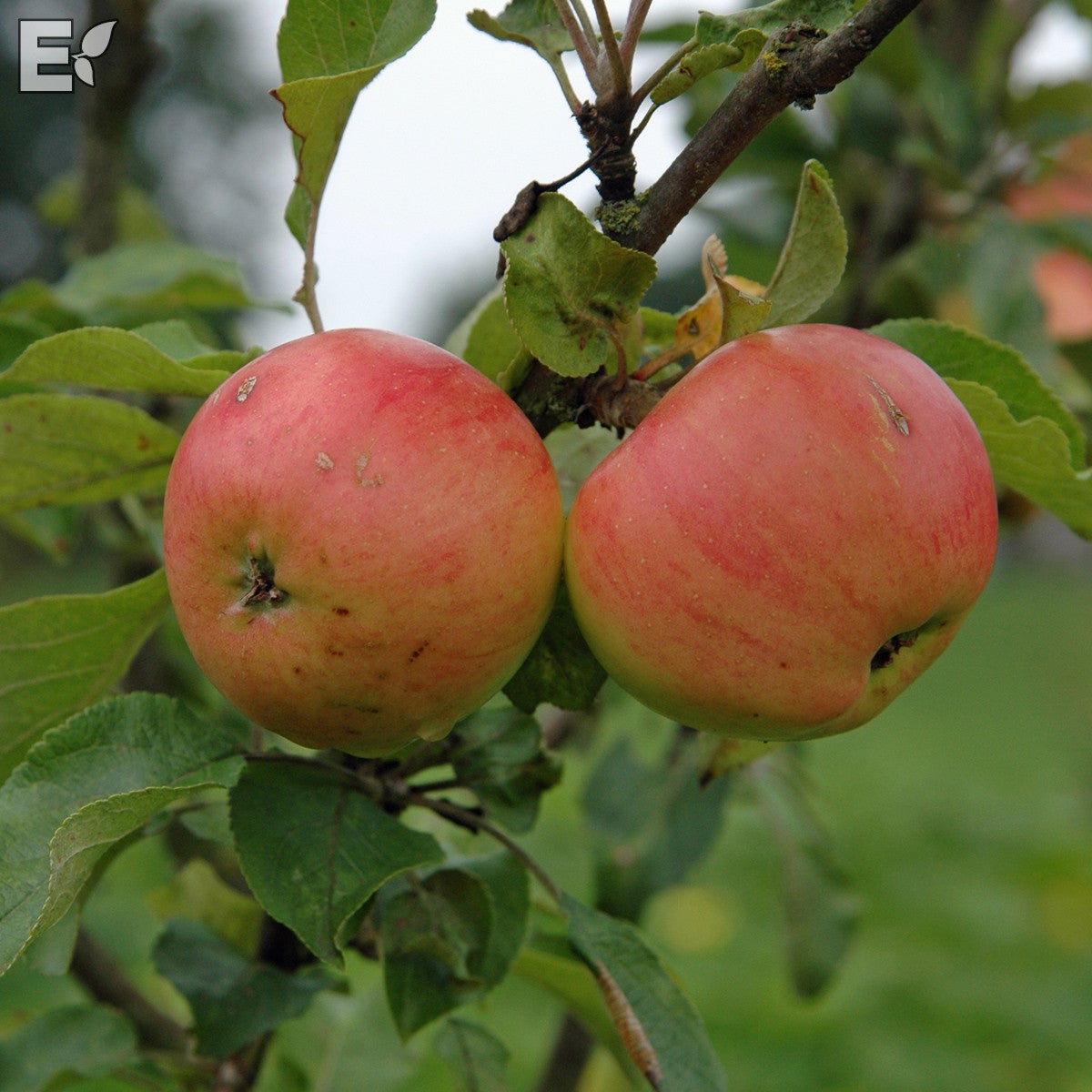 äpple 'Gyllenkroks Astrakan' E