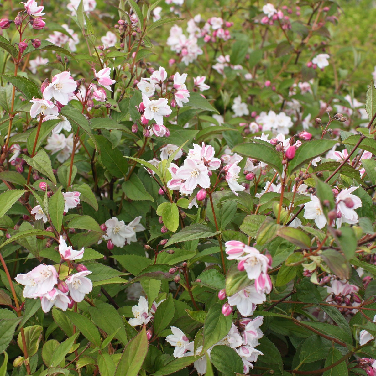 rosendeutzia 'Carminea'