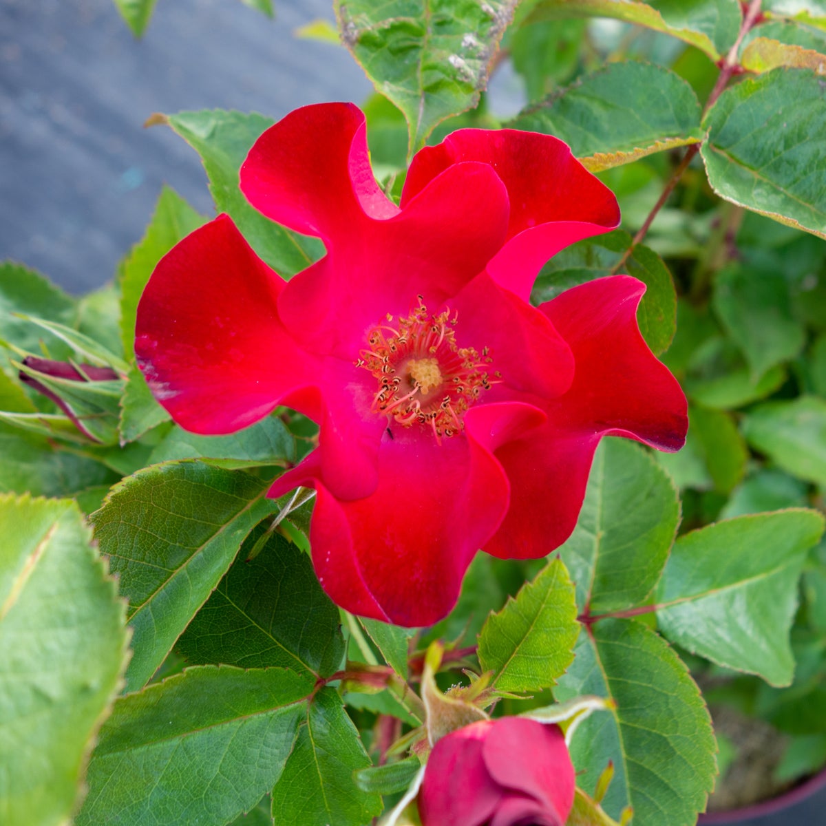 modern buskros Screaming Neon Red