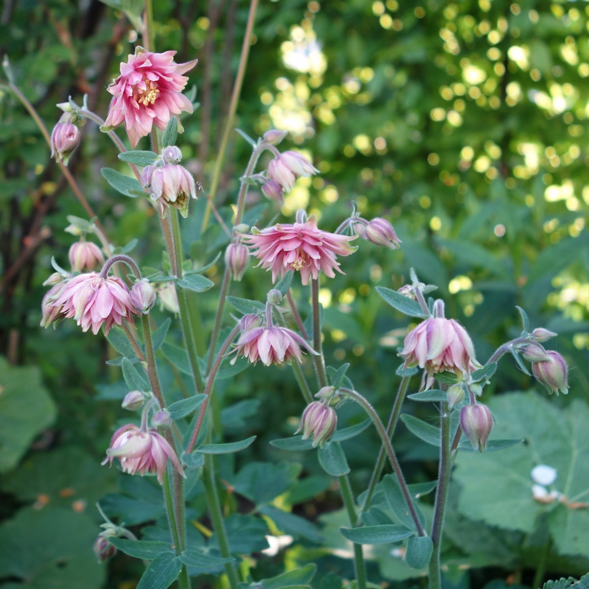 akleja 'Rose Barlow'