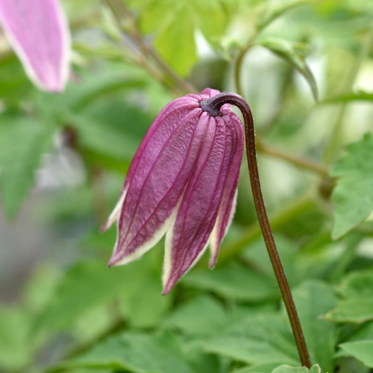 atragene-klematis 'Propertius'