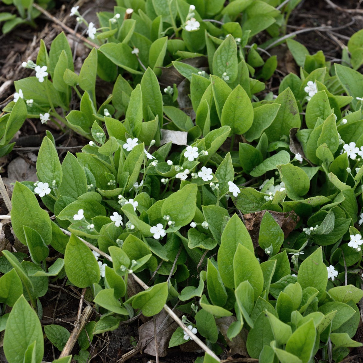 ormöga 'Alba'