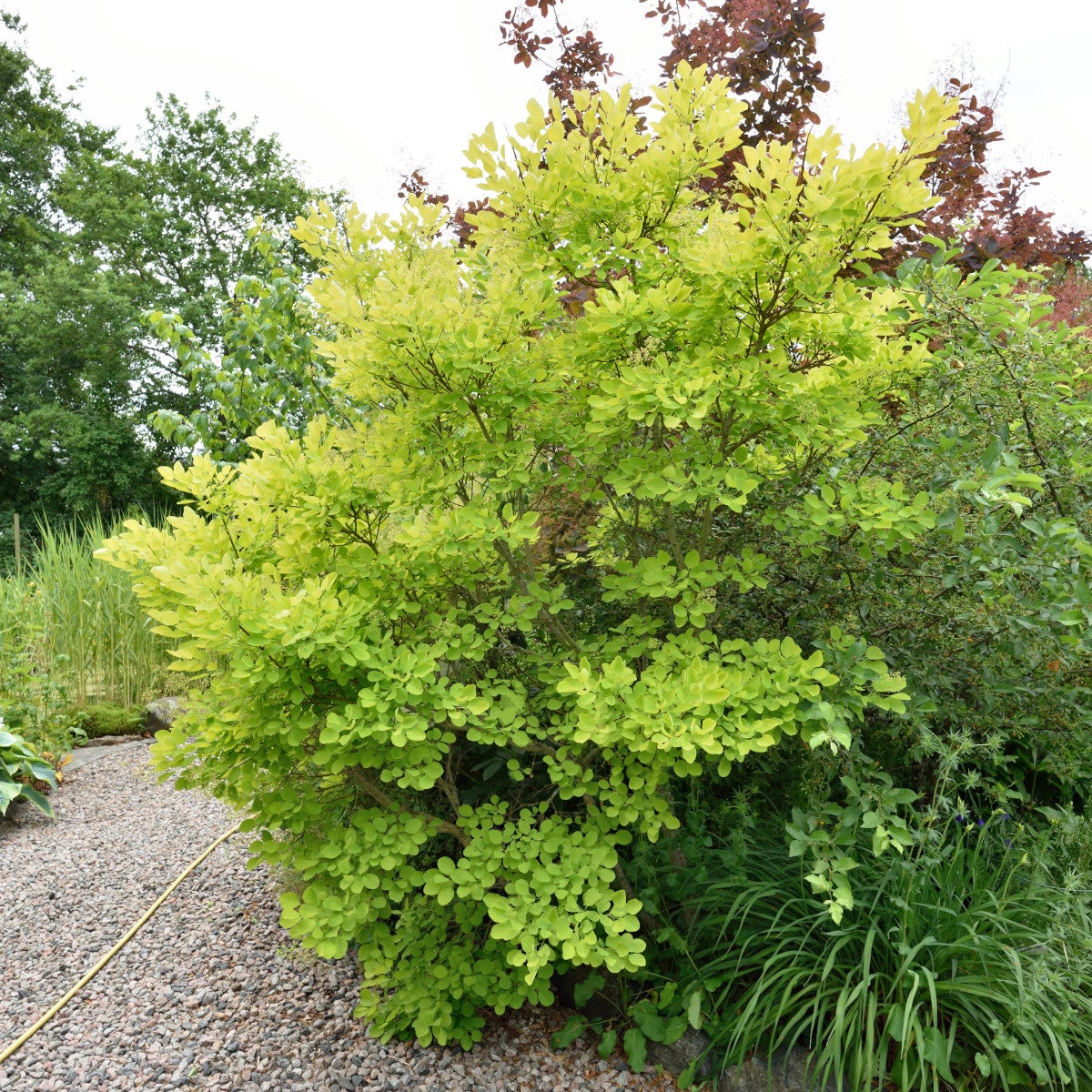 perukbuske 'Young Lady'