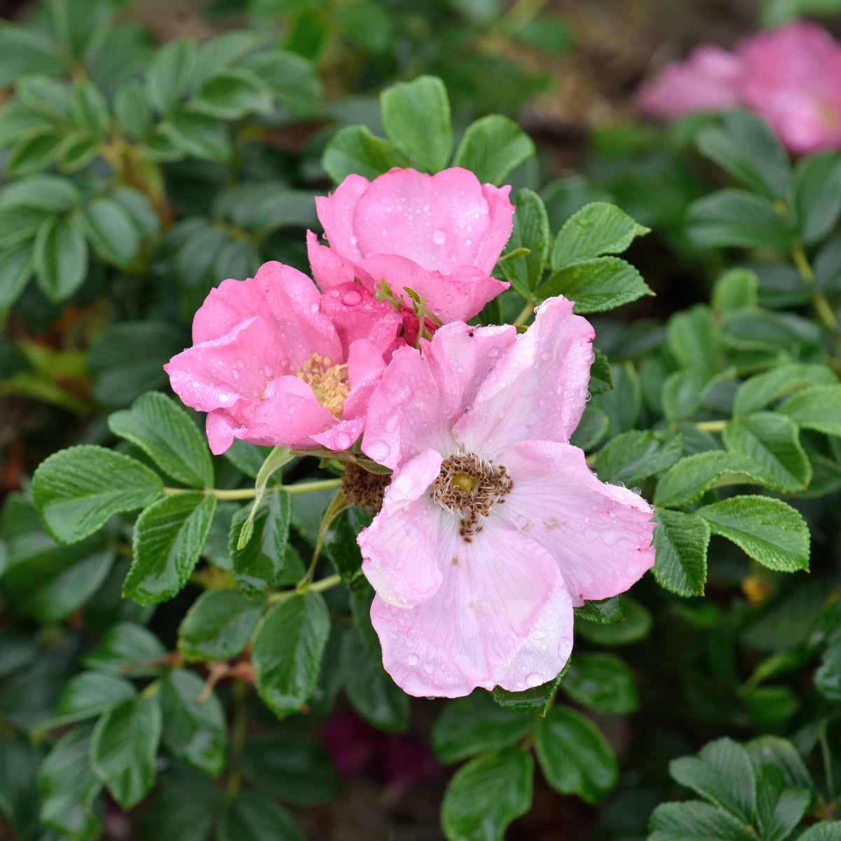 rugosa-ros 'Fru Dagmar Hastrup'