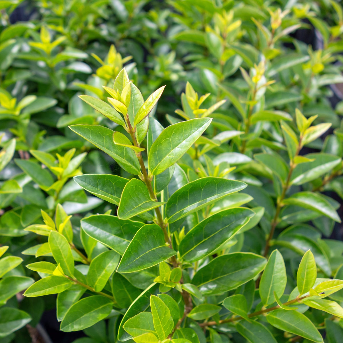 bredbladig liguster Green Diamond