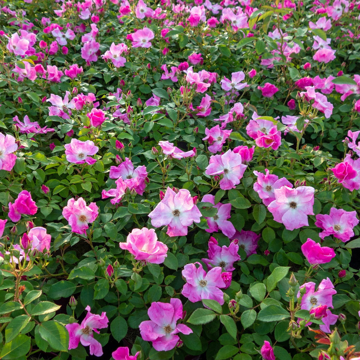 floribundaros 'Nearly Wild'