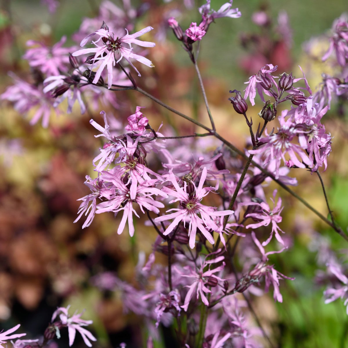 gökblomster