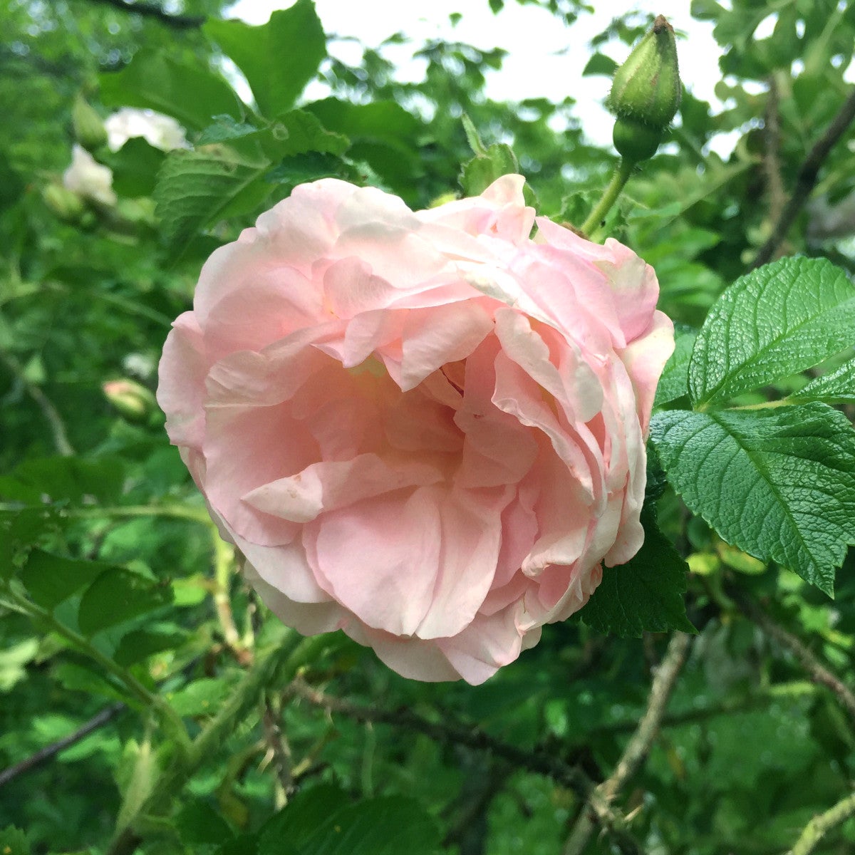 rugosa-ros 'Ritausma'